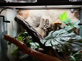 Gecko reptiles Male and female gargoyle gecko set up - Advert 5
