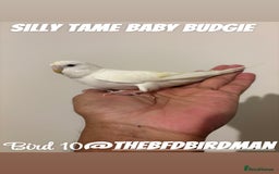 Budgerigars birds for sale: 100% SILLY TAME BABY BUDGIES - Image 10