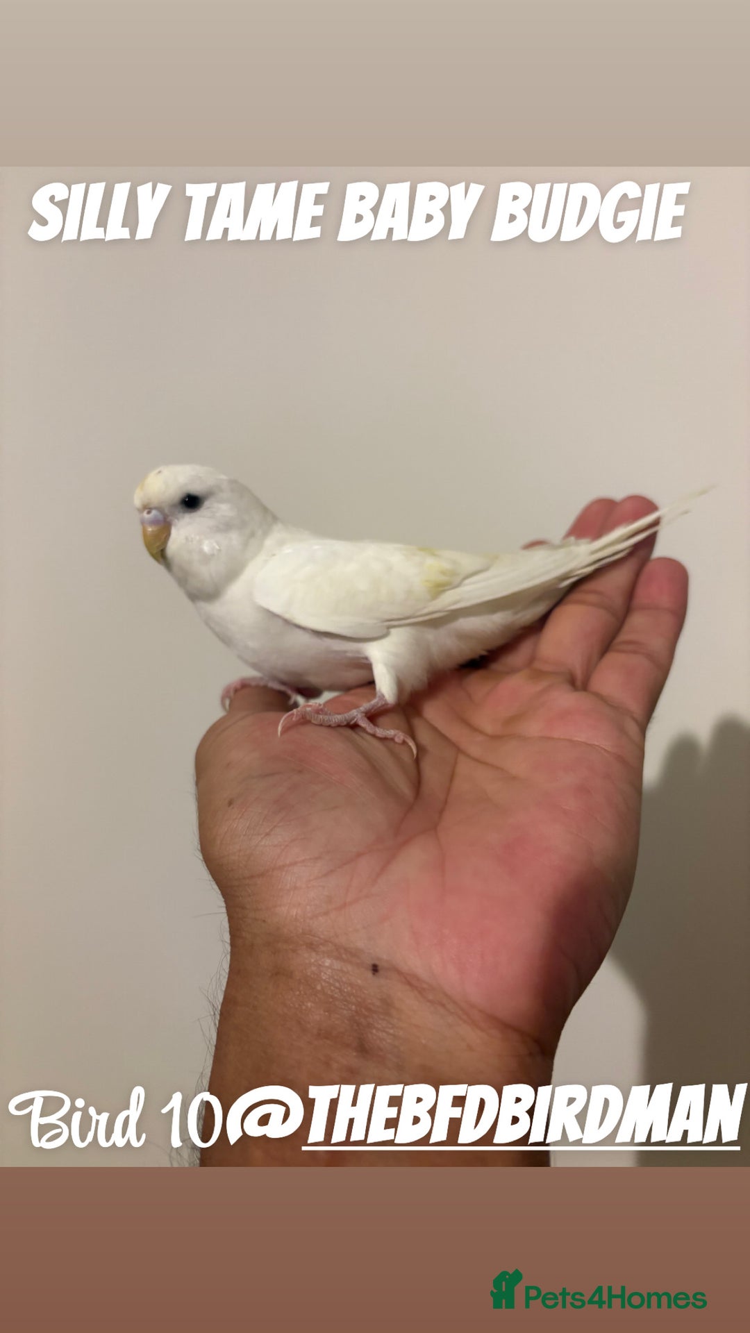 Budgerigars birds for sale: 100% SILLY TAME BABY BUDGIES - Image 10
