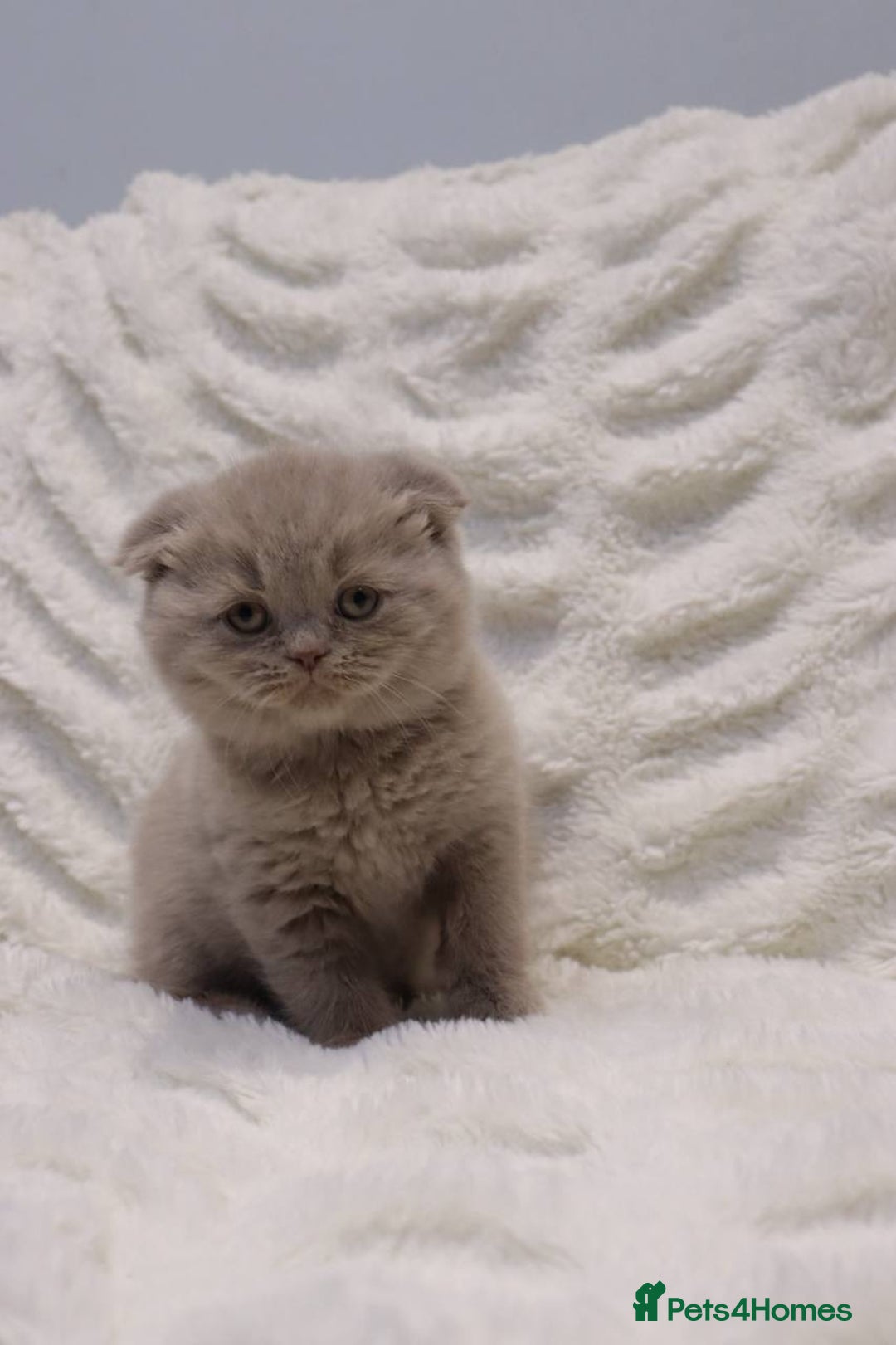 Scottish Fold cats for sale: Stunning Champions Bloodlines  kittens  - Advert 10