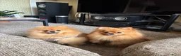 Pomeranian dogs for sale: pablo and poppy in Buckingham - Advert 6