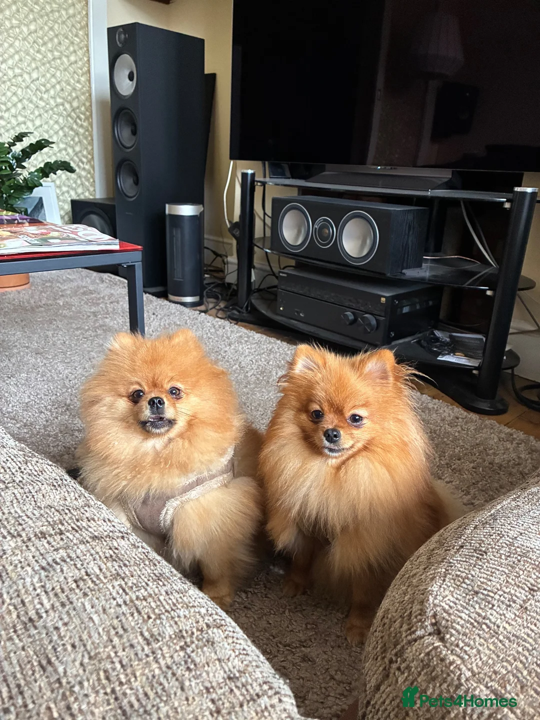 Pomeranian dogs for sale: pablo and poppy in Buckingham - Advert 6