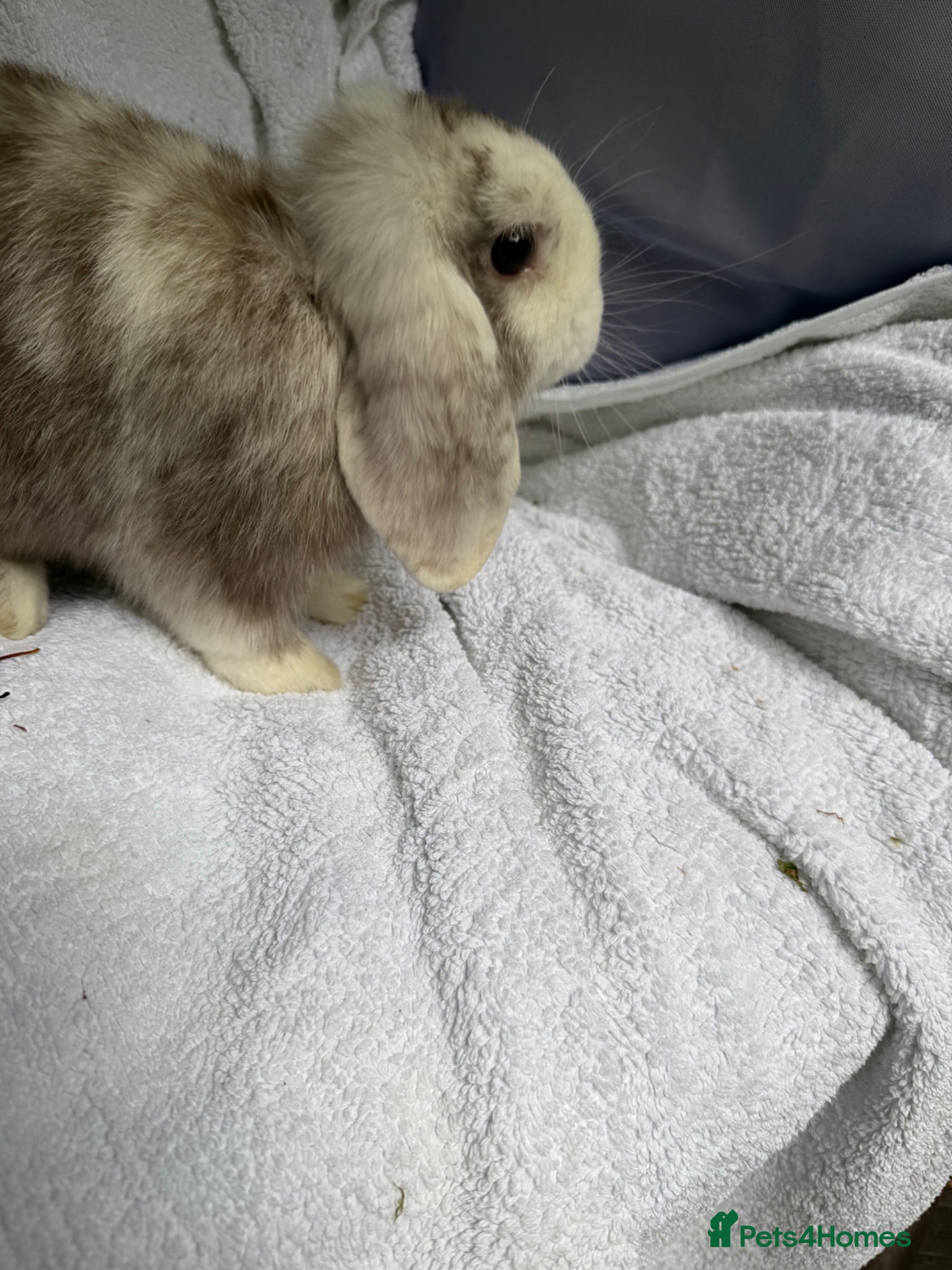 Mini Lop rabbits Lovely Harli mini lop buck born 20th March 2026 - Advert 1