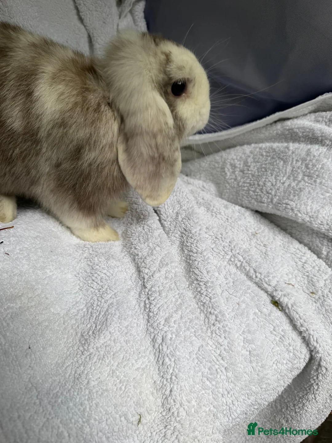 Mini Lop rabbits for sale: Lovely Harli mini lop buck born 20th March 2026 - Advert 1