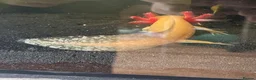 Axolotl reptiles for sale: Baby Axolotls  in Bathgate - Advert 4