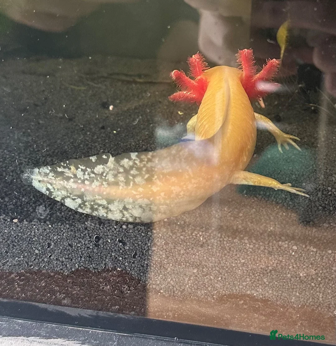 Axolotl reptiles for sale: Baby Axolotls  in Bathgate - Advert 4