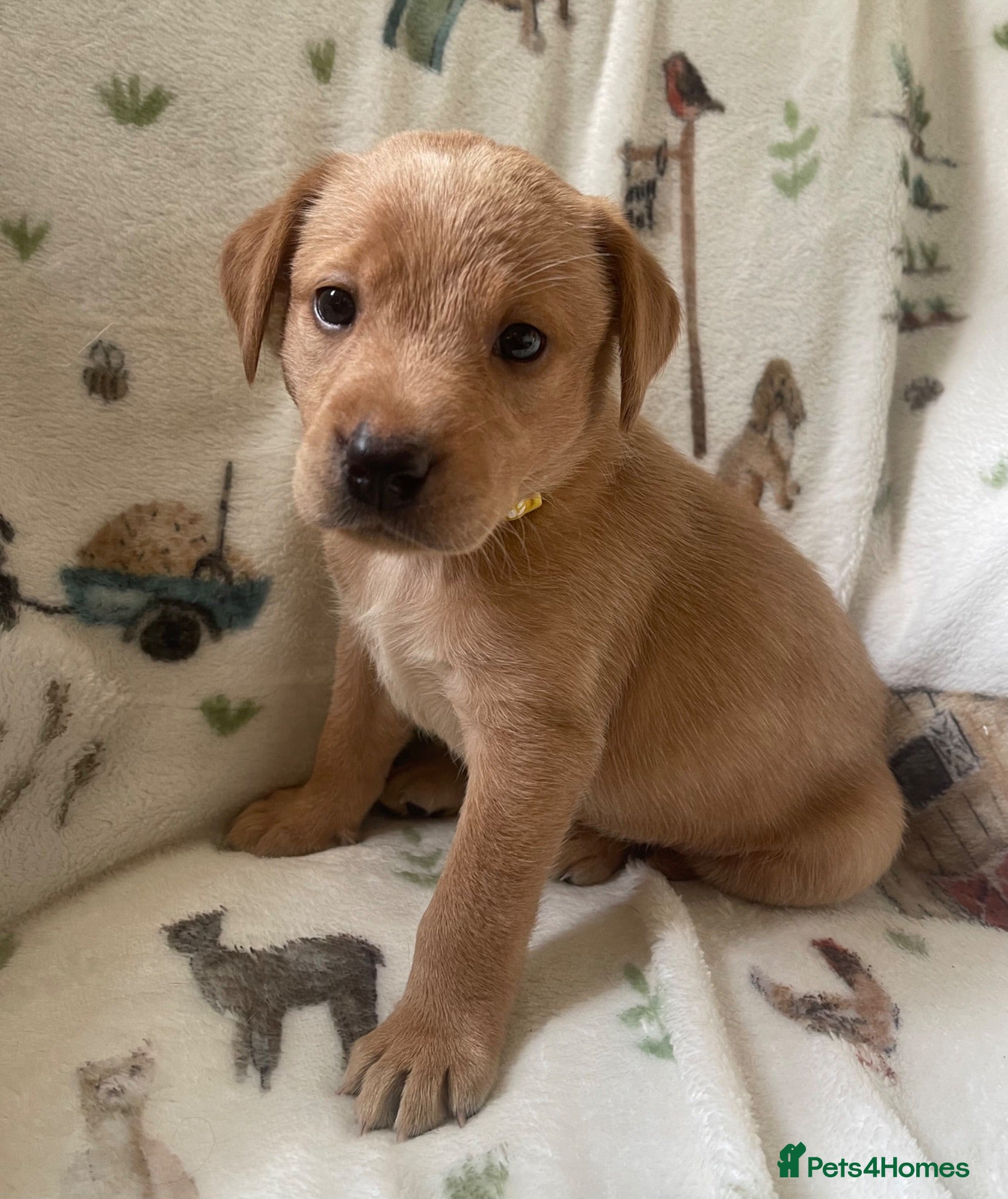 Labrador Retriever dogs Adorable KC registered Labrador puppies  - Advert 2