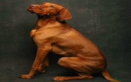 Hungarian Vizsla dogs for sale: Adorable vizsla puppies, exceptional pedigree - Image 15