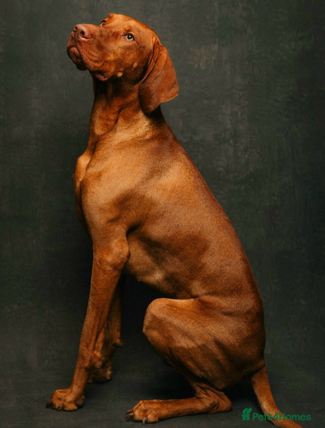 Hungarian Vizsla dogs for sale: Adorable vizsla puppies, exceptional pedigree - Image 15
