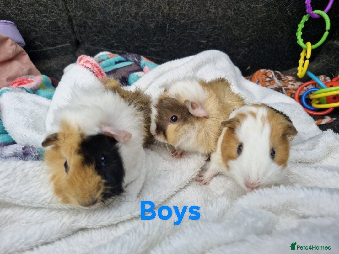 Guinea Pig rodents Female & male baby guinea pigs - Born 14/7/26 - Advert 2