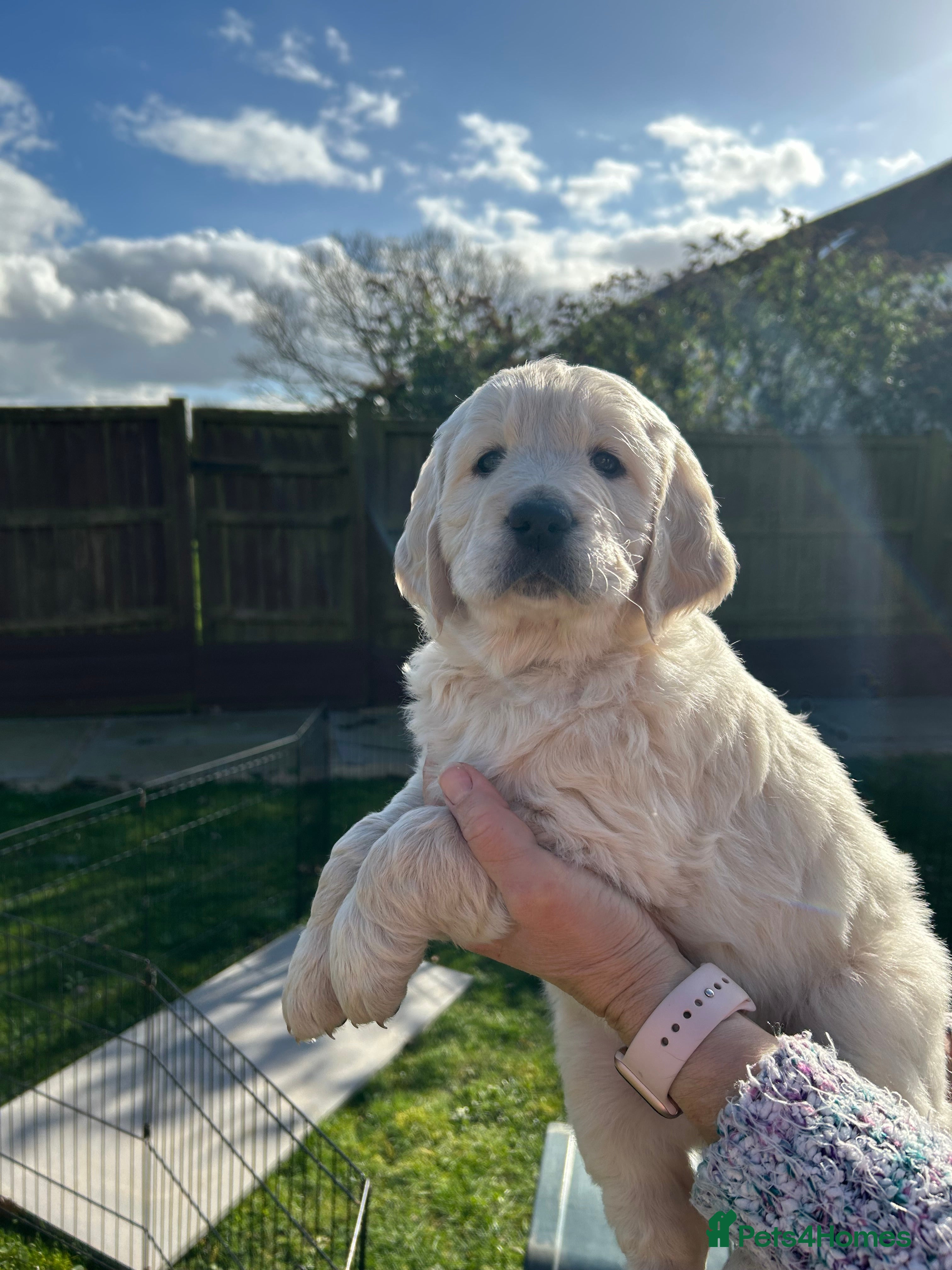 Goldendoodle dogs Gorgeous Golden Doodle Puppies  - Advert 2