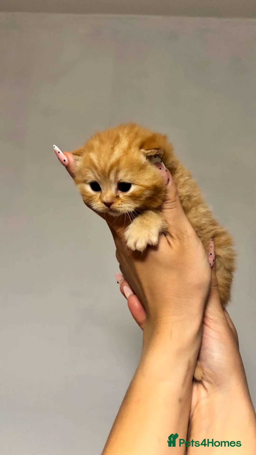 British Shorthair cats for sale: **TICA Registered British Shorthair Kittens🧡🤎 - Advert 1