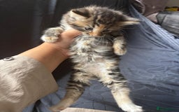 Mixed Breed cats for sale: Cute Kittens Looking For A Loving Home - Image 7