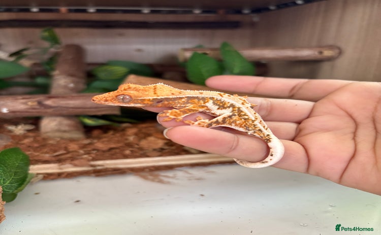 Gecko reptiles - Advert 9