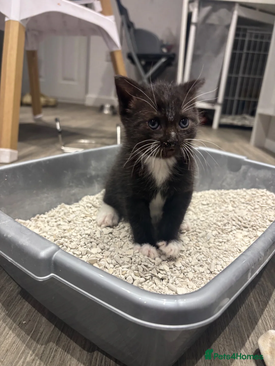 Domestic Shorthair cats for sale: Female kitten in Rossendale - Advert 5