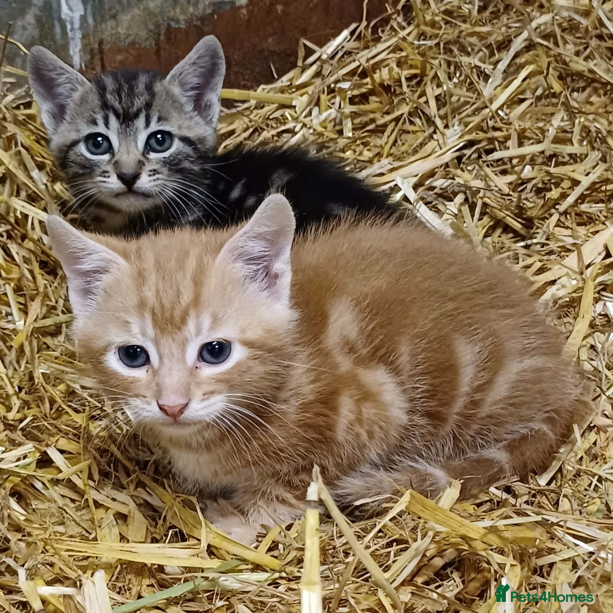 Domestic Shorthair cats Beautiful Kittens for sale - Advert 9