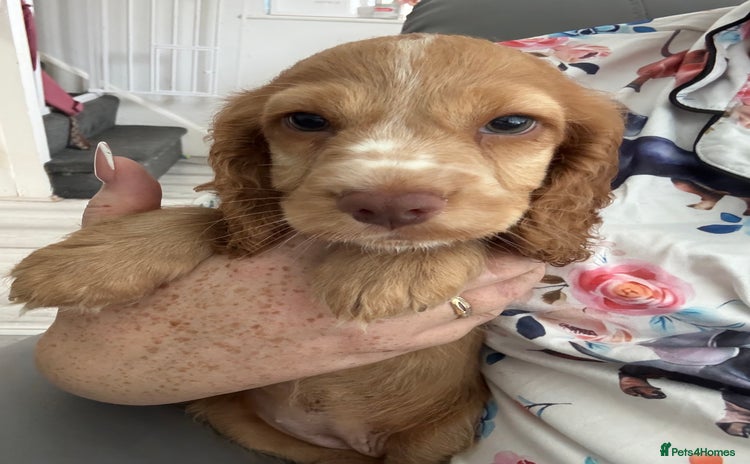 Cocker Spaniel dogs - Advert 3