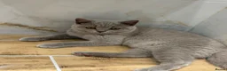 British Shorthair cats for sale: British shorthair kittens, champion bloodline,GCCF - Advert 4