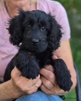 Cockapoo dogs - Advert 1