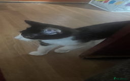 Mixed Breed cats for sale: Beautiful kittens  in Northwich - Image 5