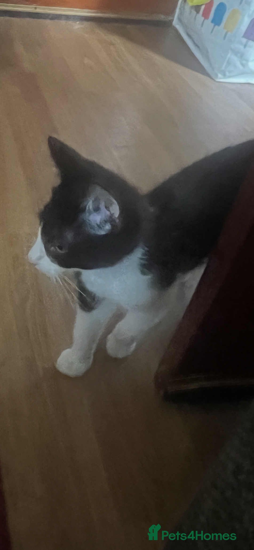 Mixed Breed cats for sale: Beautiful kittens  in Northwich - Image 5