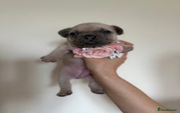 French Bulldog dogs for sale: Stunning platinum and lilac fawn boys and girls - Image 4