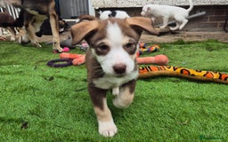 Mixed Breed dogs for sale: Husky mix puppies. Ready to leave! - Image 2