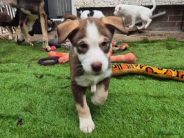 Mixed Breed dogs Husky mix puppies. Ready to leave! - Advert 2