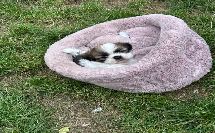 Shih Tzu dogs - Advert 1