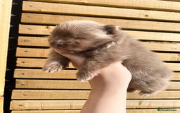 Pomeranian dogs for sale: outstanding true to typ pomeranian puppy's  - Image 10