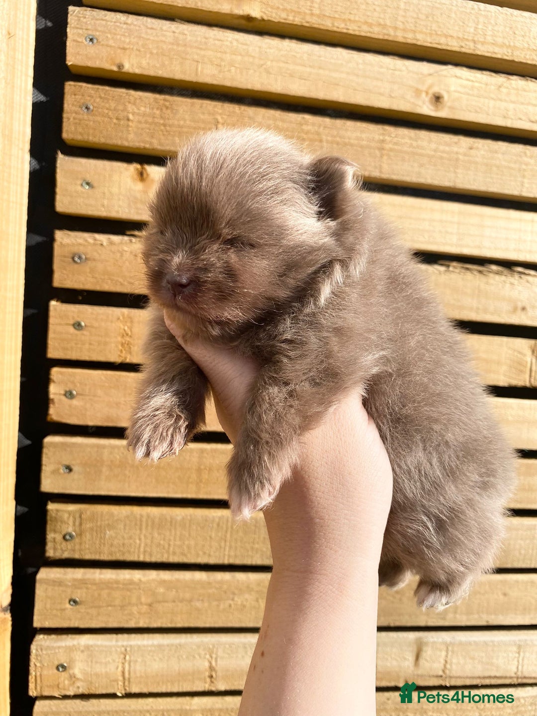 Pomeranian dogs for sale: outstanding true to typ pomeranian puppy's  - Image 10