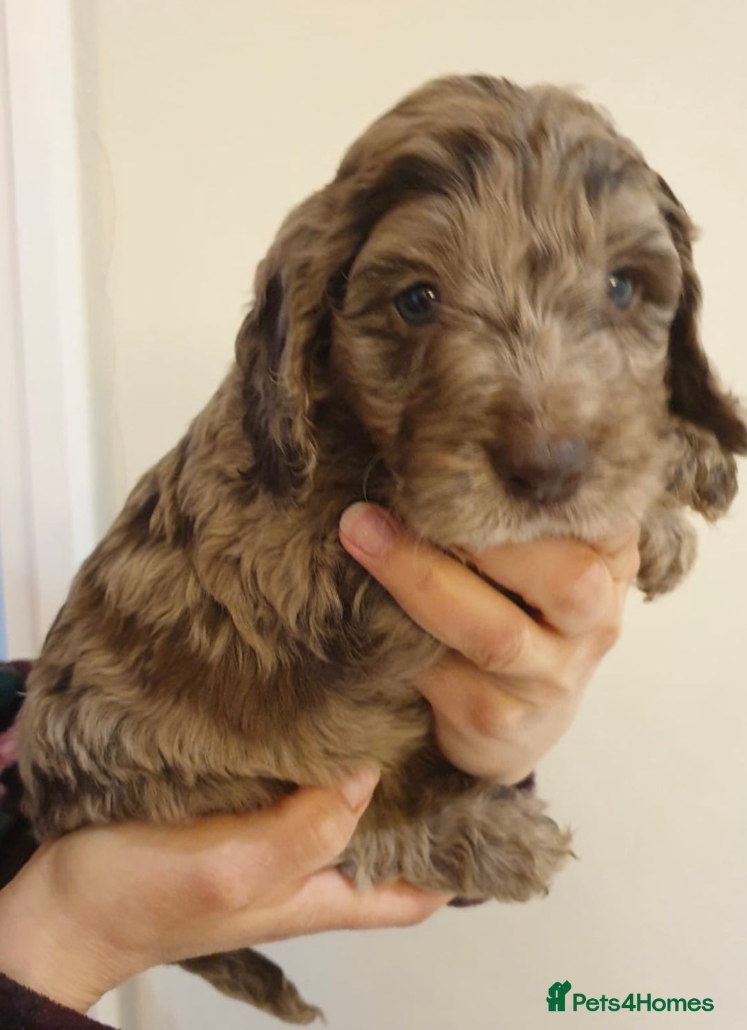 Poodle dogs for stud: Stunning Well Proven Miniature Merle Poodle in Newcastle - Advert 8