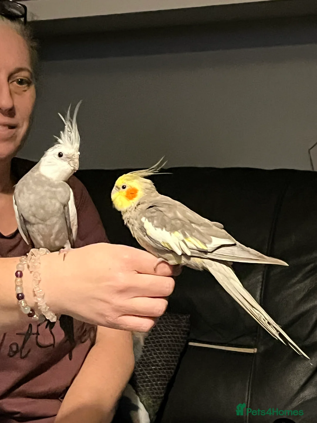 Cockatiels birds for sale: 2 beautiful cockatiels - Advert 6