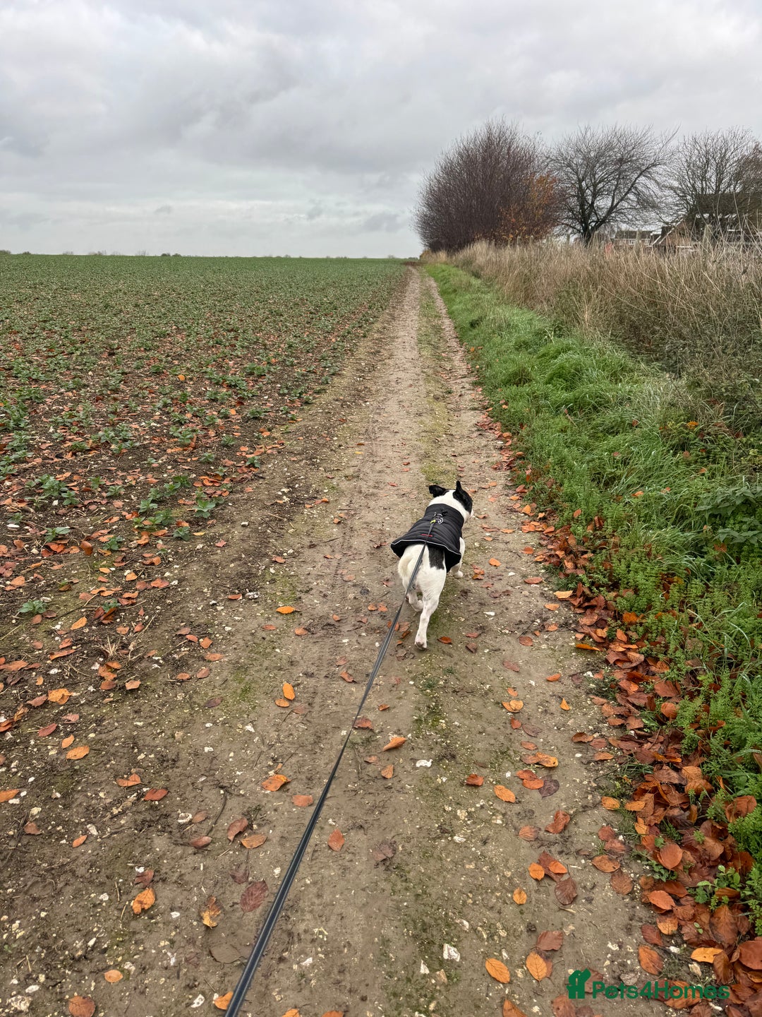 Mixed Breed dogs for sale: 15 month old male Frenchie/pug available  - Advert 2