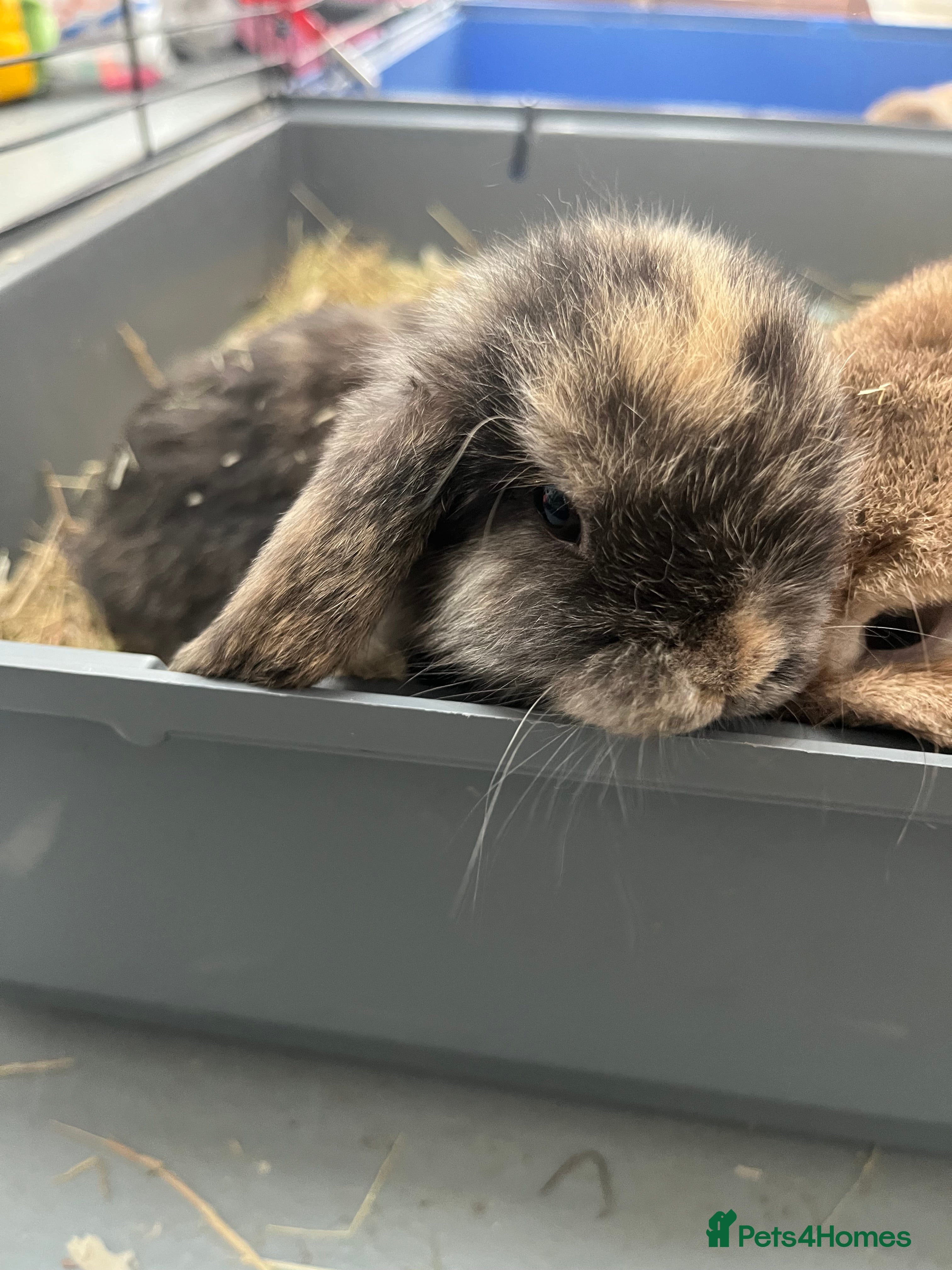 Mini Lop rabbits Gorgeous Mini Lops - Advert 3