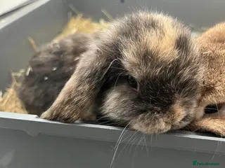 Mini Lop rabbits Gorgeous Mini Lops - Advert 3