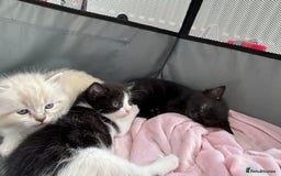 Mixed Breed cats for sale: Gorgeous girls looking for a home - Image 4