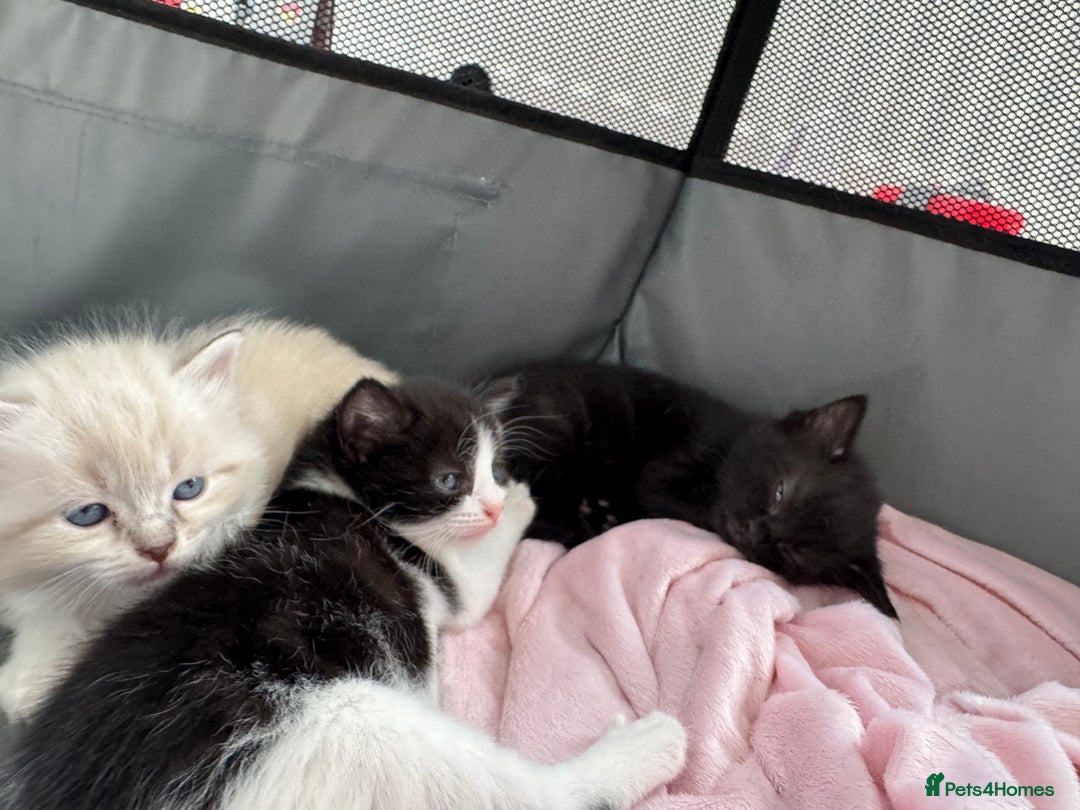 Mixed Breed cats for sale: Gorgeous girls looking for a home - Image 4