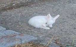 Netherland Dwarf rabbits for sale: Selling 1 nerherland dwarf girl bunny with cage  - Image 11