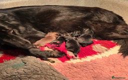 German Shepherd dogs for sale: German Shepherd Puppies Ready to View Homebred - Image 1