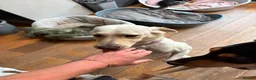 Mixed Breed dogs for adoption: Sweet Camille is looking for her forever home - Advert 6