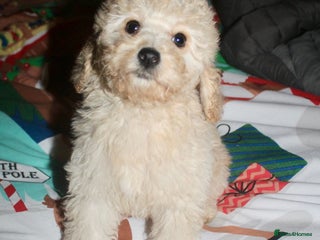 Cockapoo dogs Child friendly cockapoo puppies - Advert 7