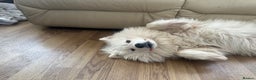 Samoyed dogs for sale: URGENT: 1-Year-Old Dog Needs Home in 7 Days - Advert 3
