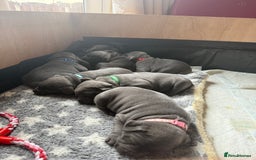 Staffordshire Bull Terrier dogs for sale: Staffordshire Bull Terrier Puppy purple  - Beautiful KC reg Blue Staffordshire bullterriers  - Image 11