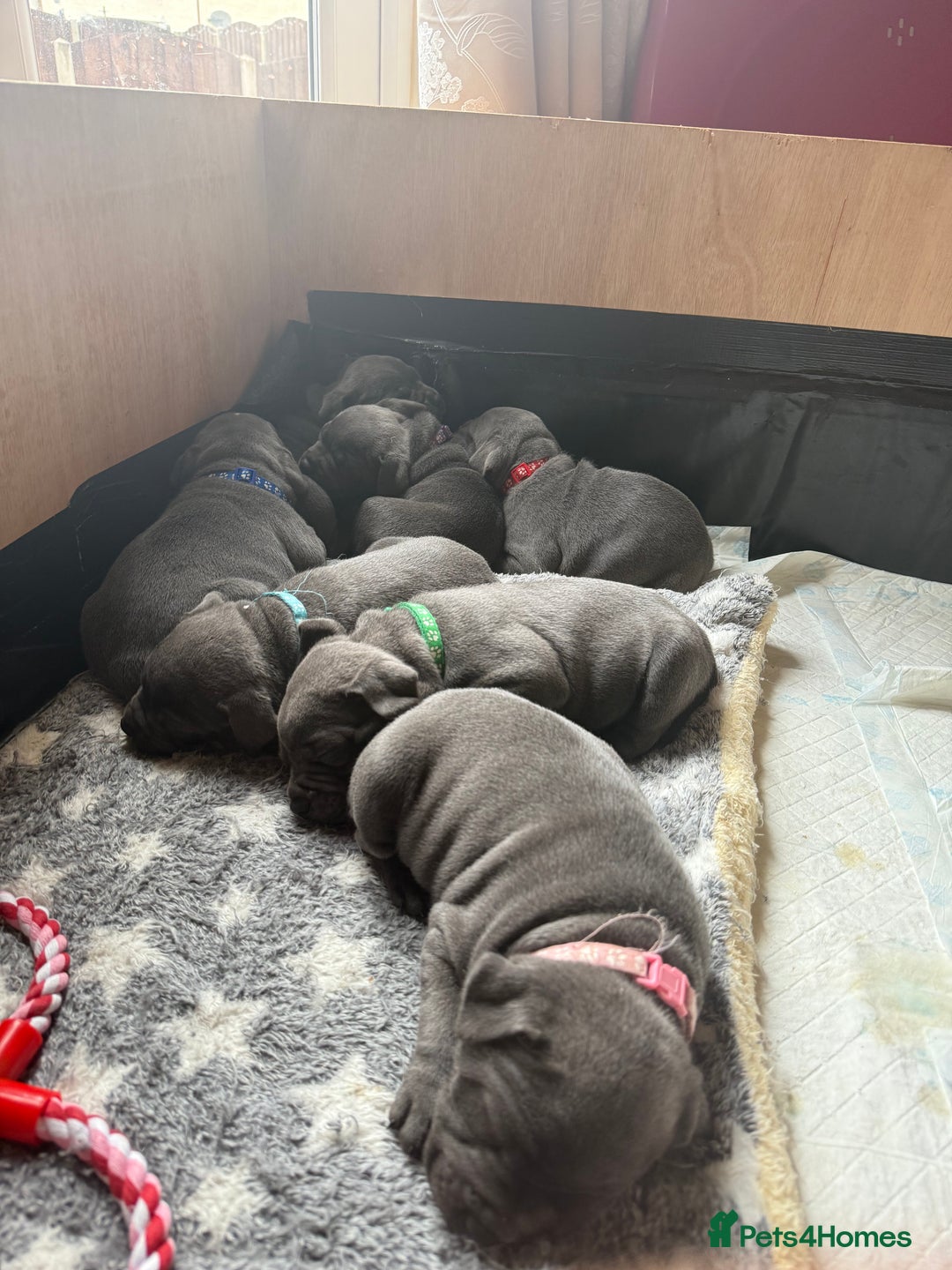 Staffordshire Bull Terrier dogs for sale: Staffordshire Bull Terrier Puppy purple  - Beautiful KC reg Blue Staffordshire bullterriers  - Image 11