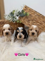 Cocker Spaniel dogs Quality KC Registered Show cocker spaniels - Advert 16