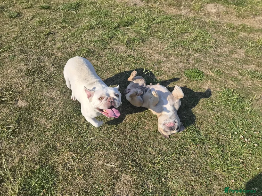 French Bulldog dogs for adoption: TRIXIE — LOOKING FOR A FAMILY TO CALL HER OWN 💕 - Advert 2