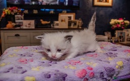 Ragdoll cats for sale: Stunning, fluffy pure Ragdoll kittens - Image 5