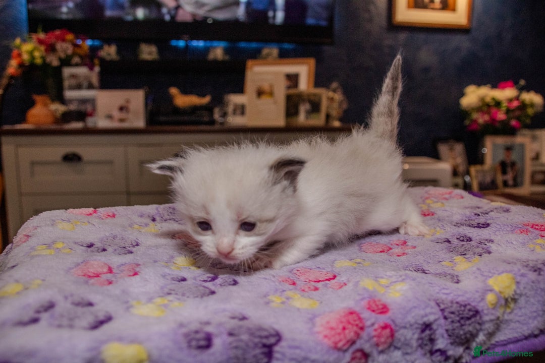 Ragdoll cats for sale: Stunning, fluffy pure Ragdoll kittens - Image 5