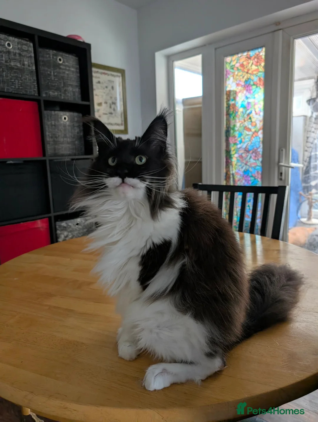 Maine Coon cats for sale: Retired Maine Coon Girl Available  - Advert 1